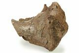 Partial Dinosaur (Triceratops) Metatarsal (Foot Bone) - Wyoming #280400-2